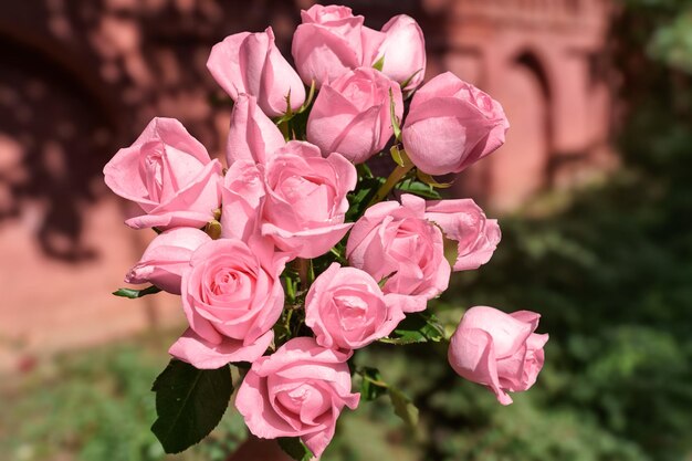 Bloeiende roze rozenbloemen in een tuin