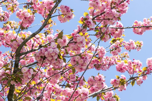 Bloeiende roze sakura. blauwe lucht.