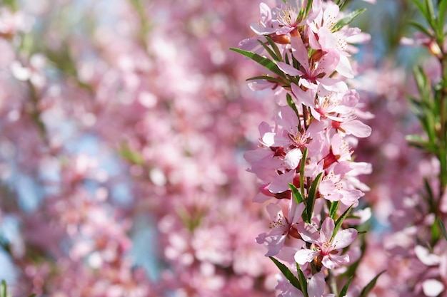 Bloeiende roze sakura bloesem Lente achtergrond van macro amandel bloesem boomtak Happy Pesach achtergrond Wereld milieu dag concept Pasen Verjaardag womens holiday banner Selectieve aandacht