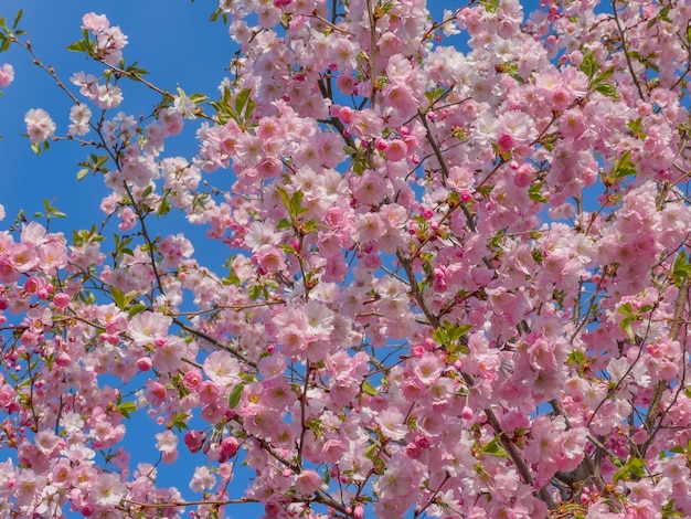 Bloeiende roze sakura-boomtakken tegen een achtergrond van helderblauwe lentelucht