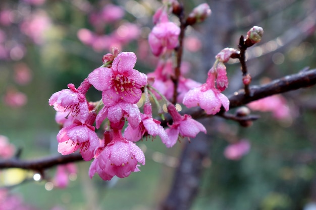 bloeiende roze sakura of kersenbloesem