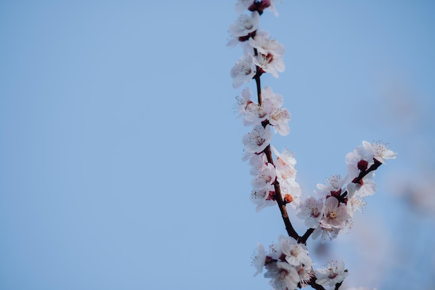 Bloeiende roze takje op een abrikozenboom in het voorjaar tegen een blauwe hemel achtergrond close-up Warm weer toekomstige fruitoogst Mooie desktop wallpaper minimalisme selectieve focus