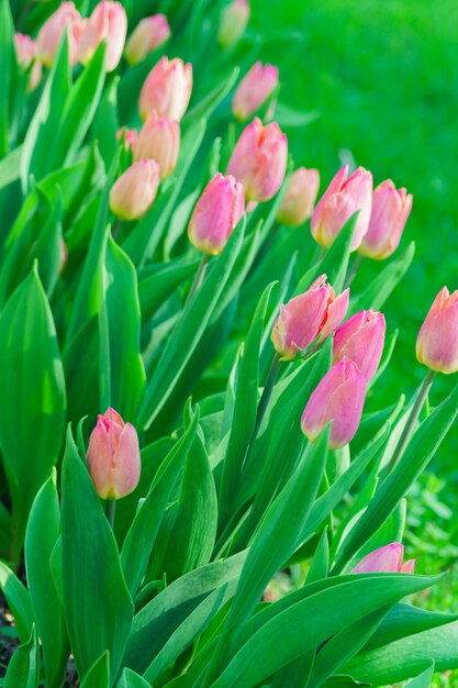 bloeiende roze tulp. Bloem achtergrond. Zomertuin landschap. Zachte focus