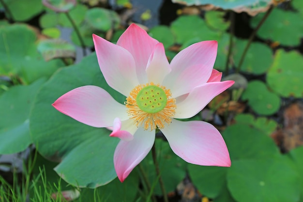 Bloeiende roze waterlelie of lotusbloem in de vijver Thailand