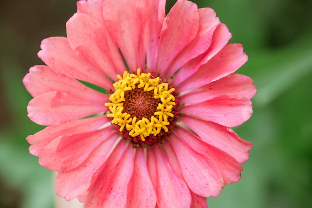 Bloeiende roze zinnia bloem close-up