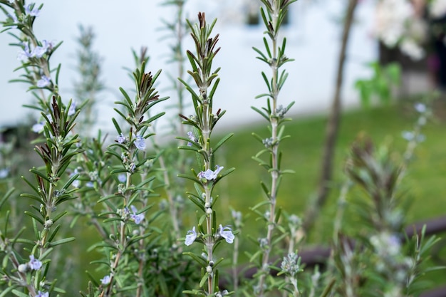 bloeiende rozemarijn planten in de kruidentuin, geselecteerde focus, smalle diepte van het veld