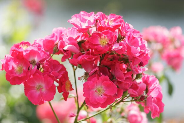 Bloeiende rozen in een tuin