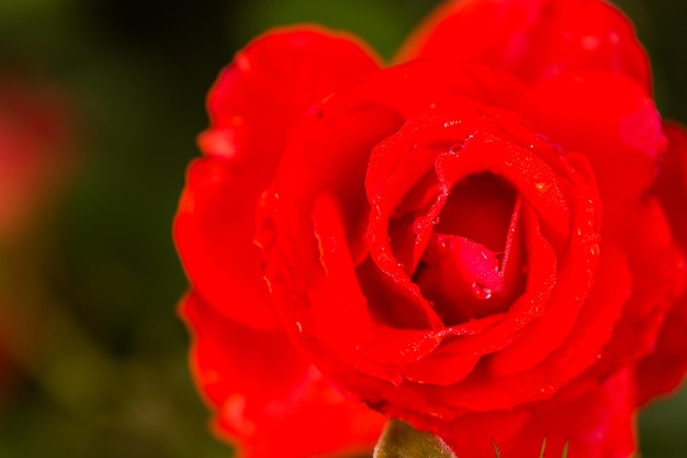 Bloeiende rozen in kleine rozentuin.