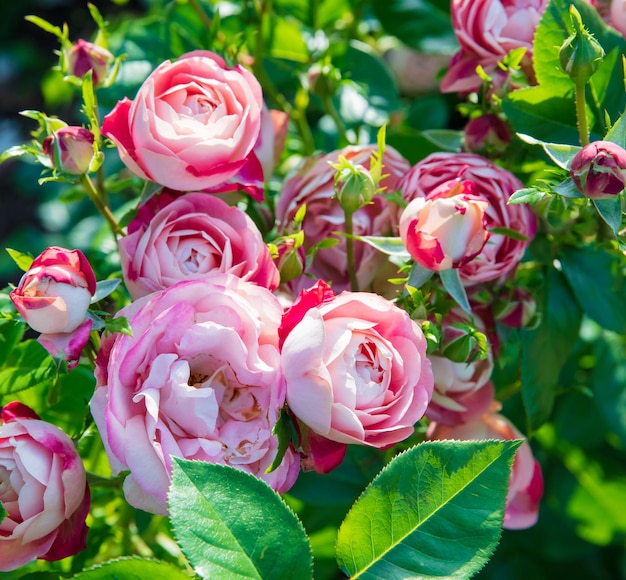 Bloeiende rozen Koningin van Zweden