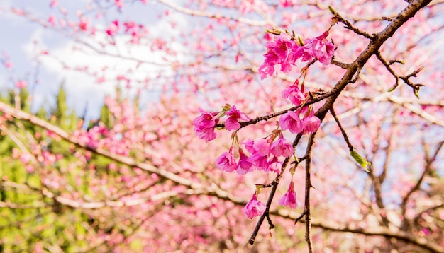 bloeiende Sakura-bloem en kersenboom