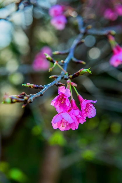 bloeiende Sakura-bloem en kersenboom