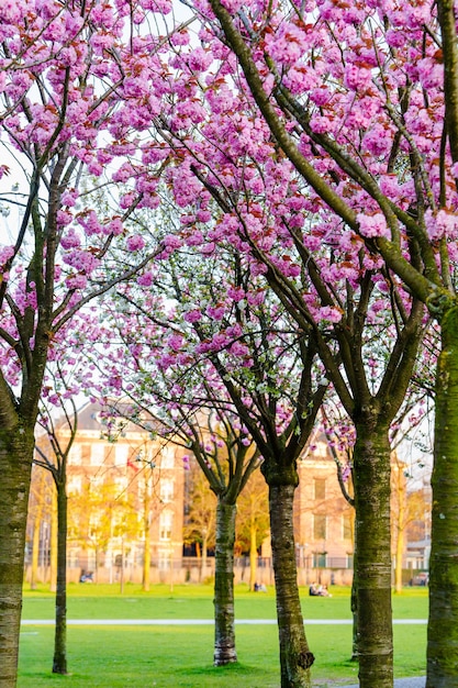 Bloeiende sakura boom in de lente prachtige kersenbloesem seizoen natuurfotografie