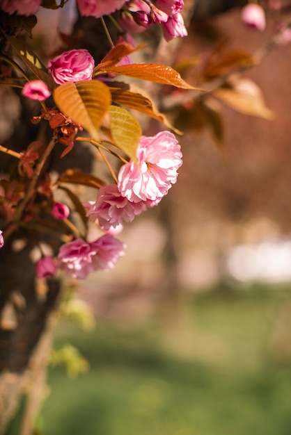 Bloeiende sakura boom roze bloemen kers op takje in de tuin in een lentedag