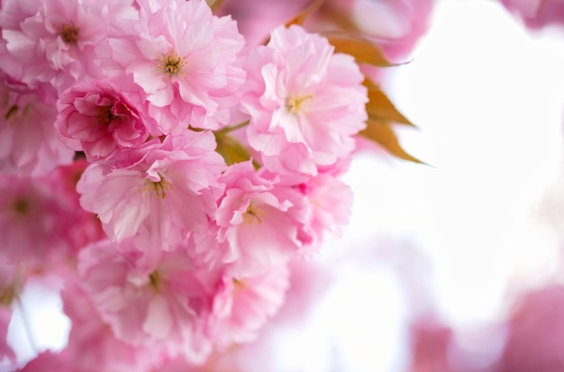 Bloeiende sakura boom roze bloemknoppen close-up cherry floral lente achtergrond