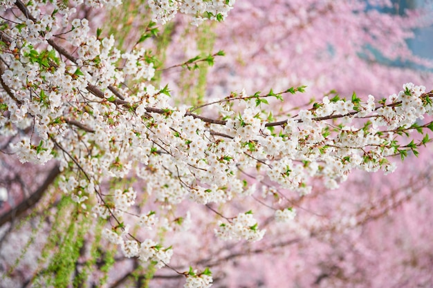 Bloeiende sakura kersenbloesem