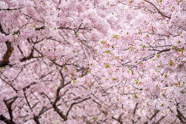 Bloeiende sakura kersenbloesem