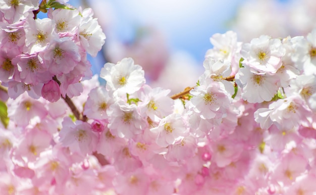 Bloeiende sakura met roze bloemen in het voorjaar