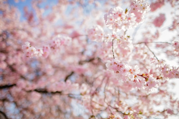 Bloeiende sakura-tak in de bloesemtuin, vrolijke lentevibes natuurlijke bloemenachtergrond