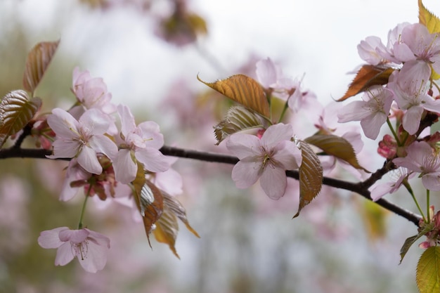 Bloeiende sakura-tak in de lente