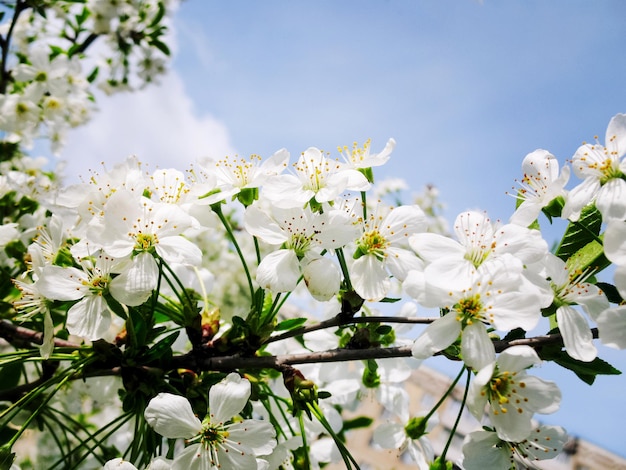 Bloeiende sakura witte kleur witte kersen bloemen lente foto