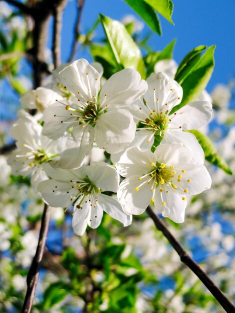 Bloeiende sakura witte kleur witte kersen bloemen lente foto