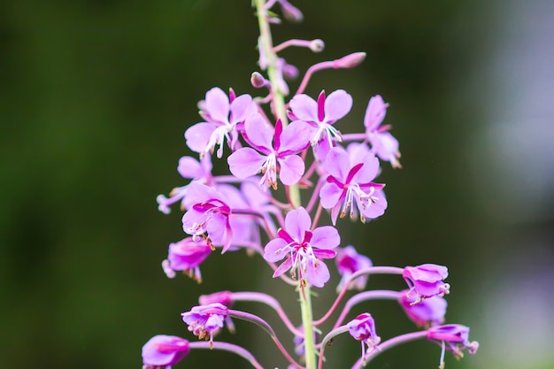 Foto bloeiende sally of wilgenroosje mooie roze bloemen in de zomertuin. bloeiende medische planten op het platteland.