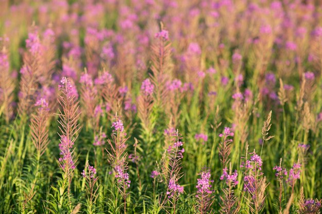 Bloeiende Sally veld van lila bloesem bloemen.