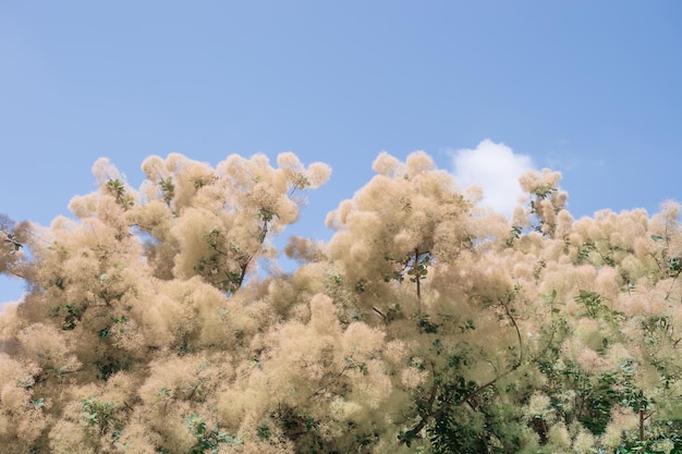 Bloeiende Scumpia Smoke Trees op een achtergrond van blauwe lucht