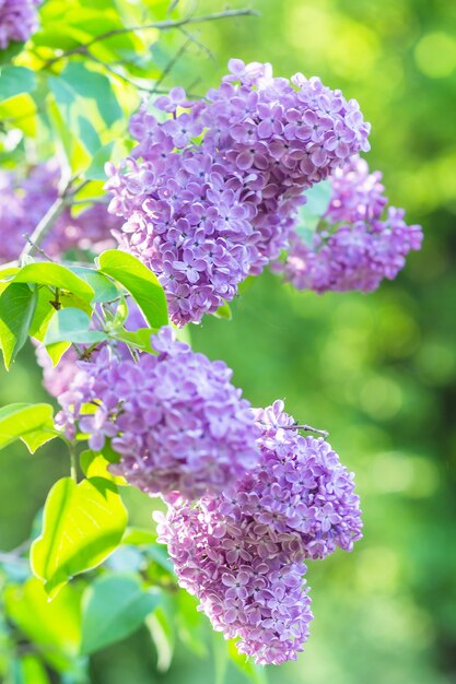 Bloeiende sering in de botanische tuin