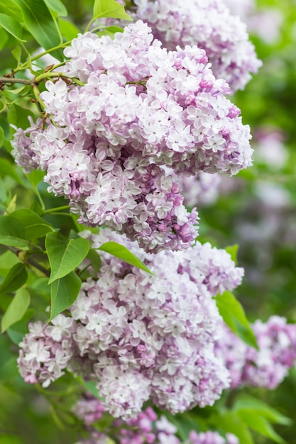 Bloeiende sering in de botanische tuin