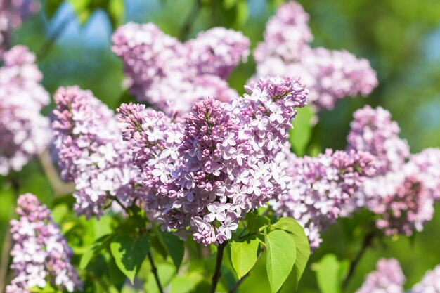 Bloeiende sering in de botanische tuin