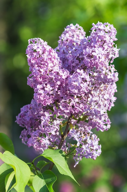 Bloeiende sering in de botanische tuin