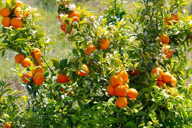 Bloeiende sinaasappelboom met fruit in de tuin op een zonnige dag