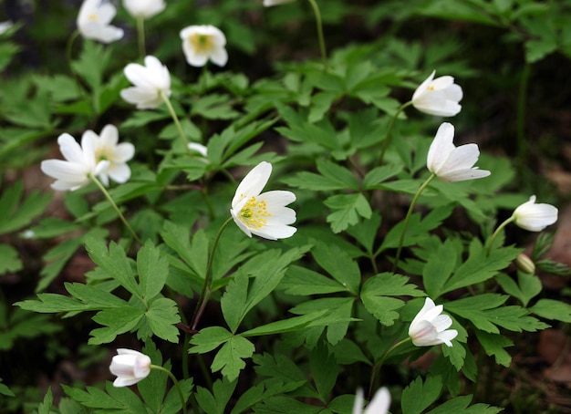 Bloeiende sleutelbloem Europese bosanemoon Anemone nemorosa