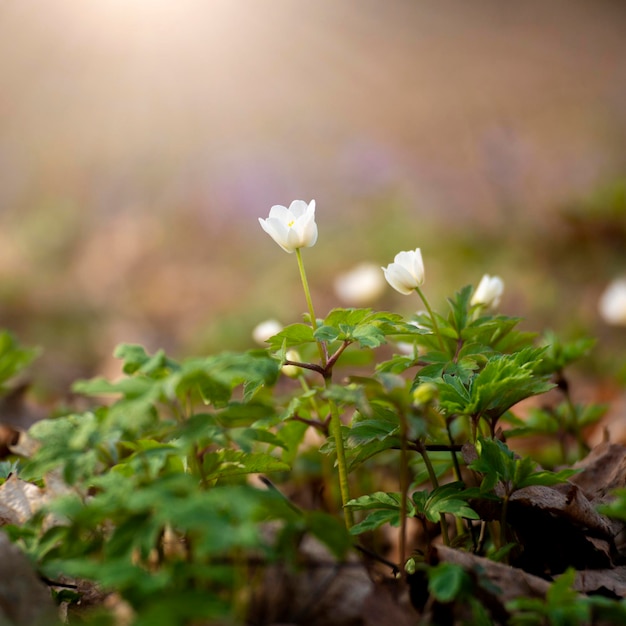 Bloeiende Snowdrop Anemone bloemen onder de bomen close-up weergave