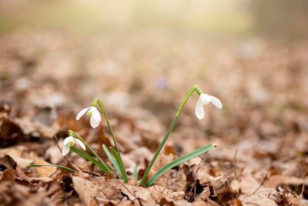 Bloeiende Snowdrop Galanthus eerste lente bloeit close-up weergave