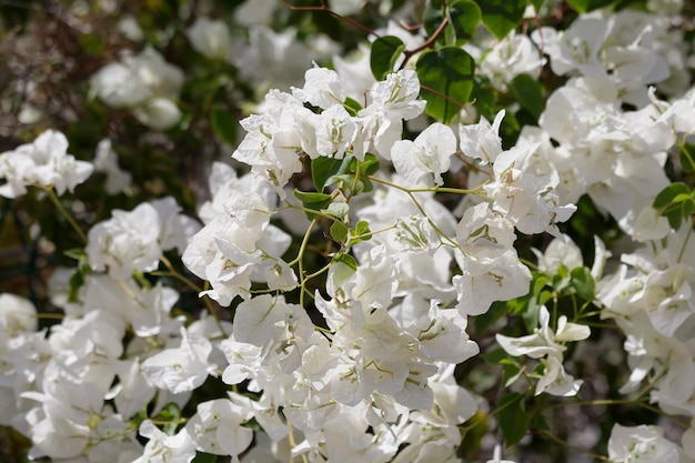 Bloeiende struik met witte bloemen