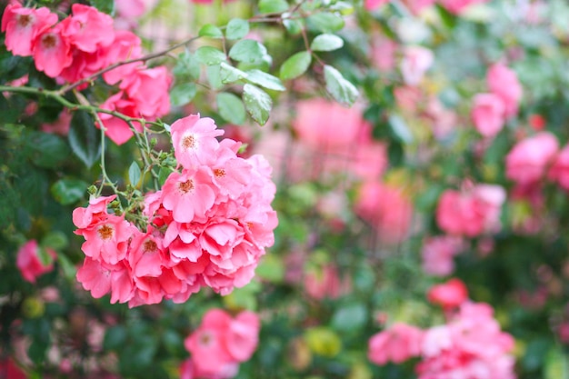 Bloeiende struik van roze roos