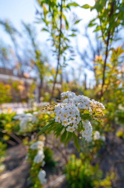 Bloeiende struik van Spirea altijd spectaculair