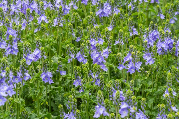 Bloeiende struik van Symphyotrichum Dumosum in de zomer.