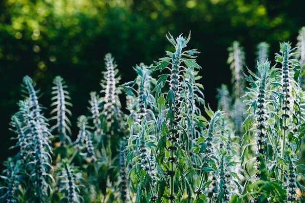 Bloeiende struiken van Motherwort in het bos. Medische kruiden Donkere achtergrond