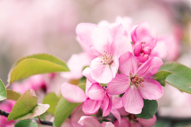 Bloeiende tak met roze bloeiende bloemen op een delicate roze achtergrond met glitters Copy space