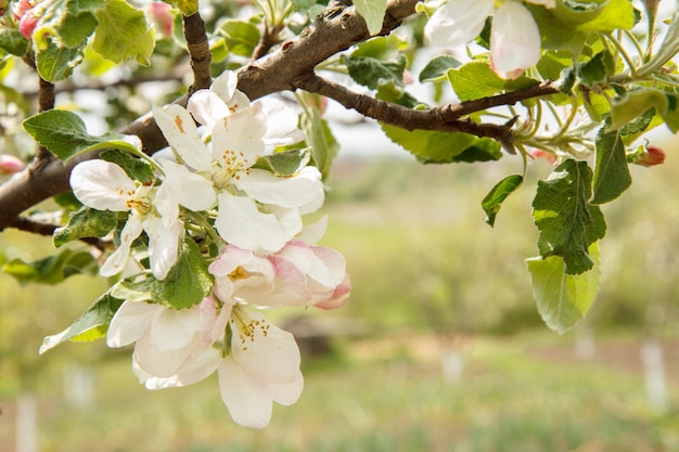 Bloeiende tak van appelboom. de groene bladeren, witte en roze bloemen op een onscherpe achtergrond.