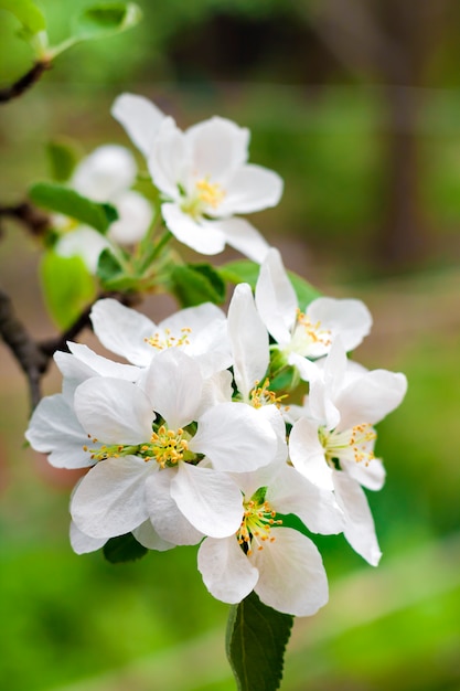 Bloeiende tak van appelboom in de lente