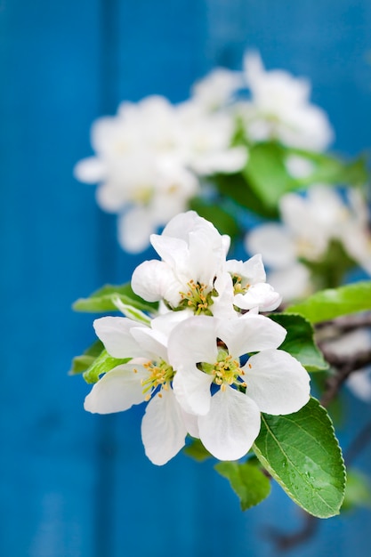 Bloeiende tak van appelboom in de lente