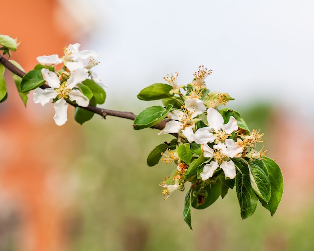 Bloeiende tak van de appelboom in het voorjaar