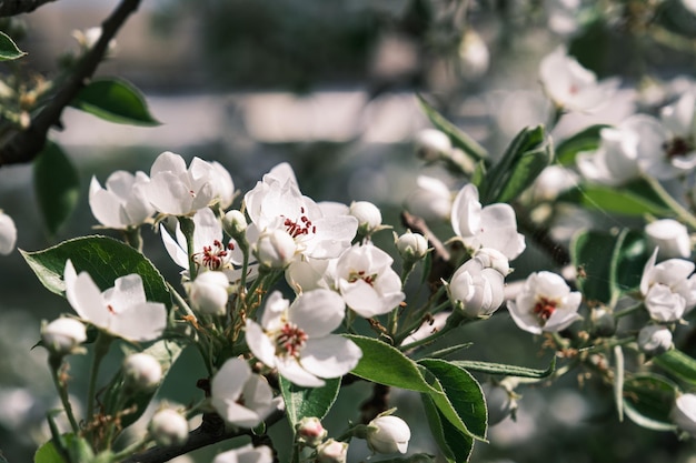 Bloeiende tak van de lentetijd van de appelboom