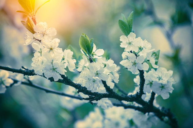 Bloeiende tak van een appelboom Lenteboomgaard