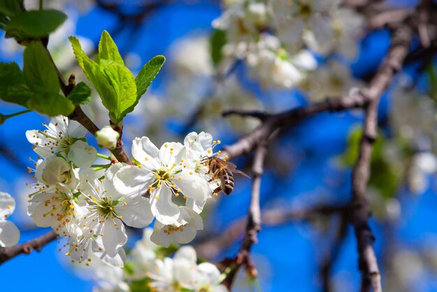 Bloeiende tak van een appelboom tegen de achtergrond van de blauwe lucht