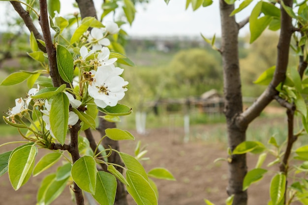 Bloeiende tak van perenboom De groene bladeren en witte bloemen op een onscherpe achtergrond